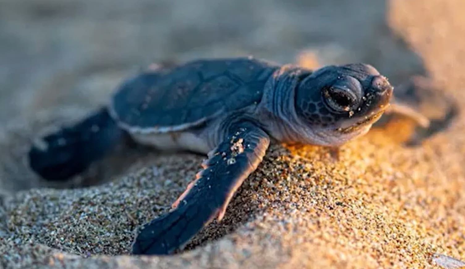 Baby sea turtle crawling on sandy beach.