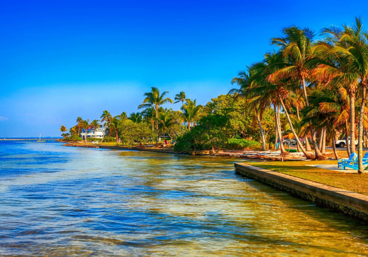 A beach with palm trees and water