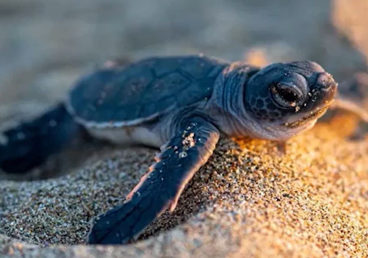 Baby sea turtle crawling on sandy beach.